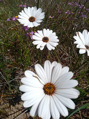 Dimorphotheca nudicaulis