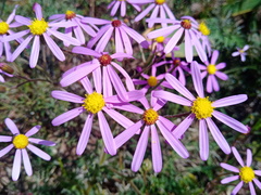 Senecio arenarius
