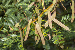 Acacia terminalis