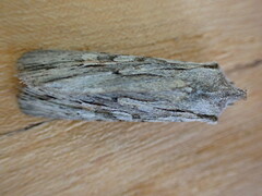 Lithophane leautieri