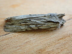 Lithophane leautieri