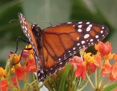 Danaus erippus