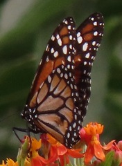 Danaus erippus