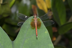 Neurothemis intermedia