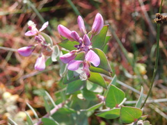 Polygala fruticosa