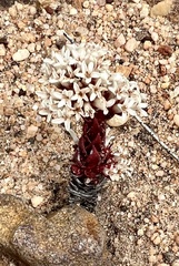 Crassula alpestris