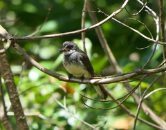 Rhipidura rufiventris