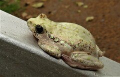 Hyperolius marmoratus