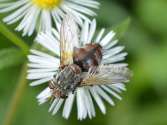 Tachininae