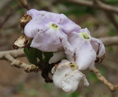 Brunfelsia