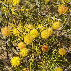 Acacia brownii