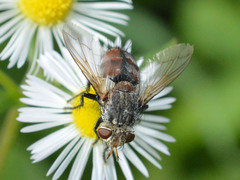 Tachininae