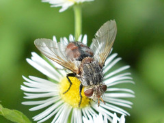 Tachininae