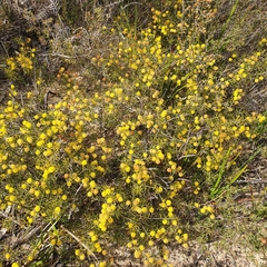 Acacia brownii