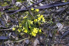 Hibbertia exutiacies