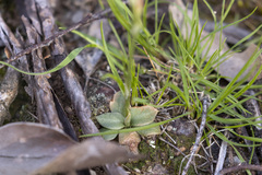 Pterostylis cycnocephala