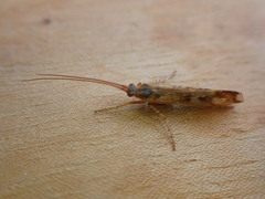 Limnephilus lunatus