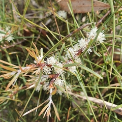 Hakea ulicina