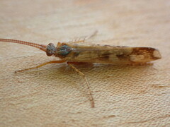 Limnephilus lunatus