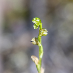 Pterostylis cycnocephala
