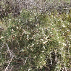 Hakea ulicina