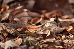 Ameiva ameiva