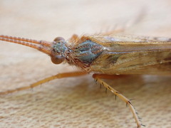 Limnephilus lunatus