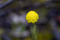 Craspedia variabilis