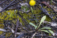 Craspedia variabilis