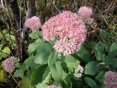 Hylotelephium maximum × spectabile