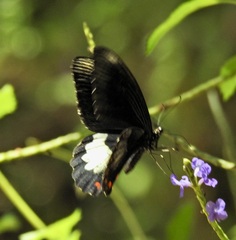Papilio ambrax
