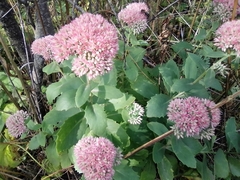 Hylotelephium maximum × spectabile