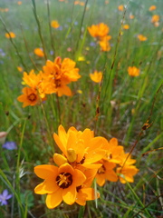 Ixia maculata