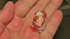 Hyperolius marmoratus