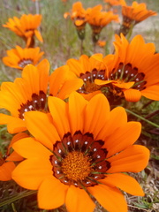 Gazania pectinata