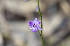 Arthropodium strictum