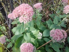 Hylotelephium maximum × spectabile