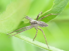 Pisaura