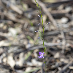 Arthropodium strictum
