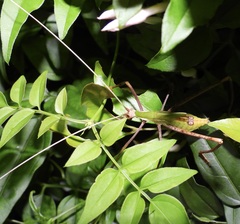Anthophiloptera dryas