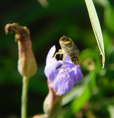 Sphaerophoria scripta