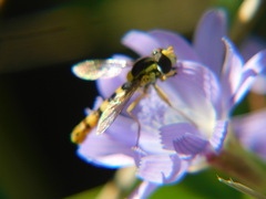 Sphaerophoria scripta