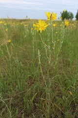 Tragopogon podolicus
