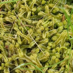 Lophocolea semiteres