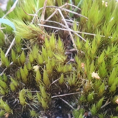 Campylopus introflexus