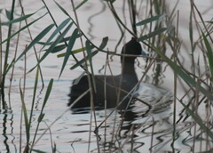 Fulica cristata