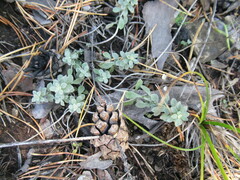 Odontarrhena obovata