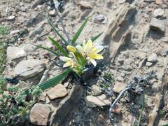 Babiana patula