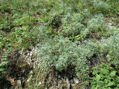 Artemisia sericea