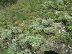 Artemisia sericea